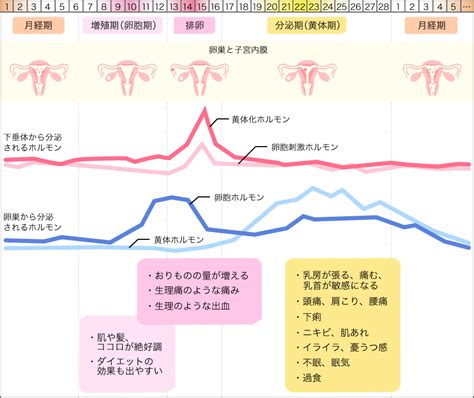 生理周期 ムラムラ|生理前になるとムラムラするって本当？性欲が高まる。